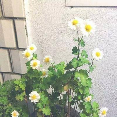 37罗马帝国时代手游下载